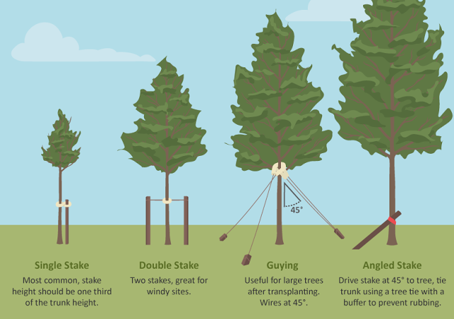 HOW TO Staking  Guying Trees