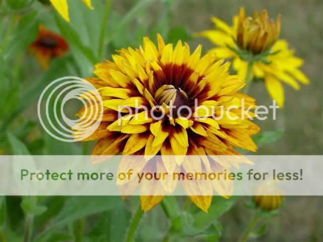 http://img.photobucket.com/albums/v11/otnorot/All%20plants/Summer_Flowers_0051.jpg
