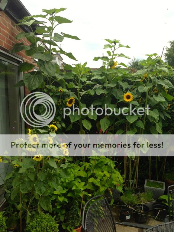 http://i232.photobucket.com/albums/ee192/thebear843/Garden/file_zpsfeb9a958.jpg