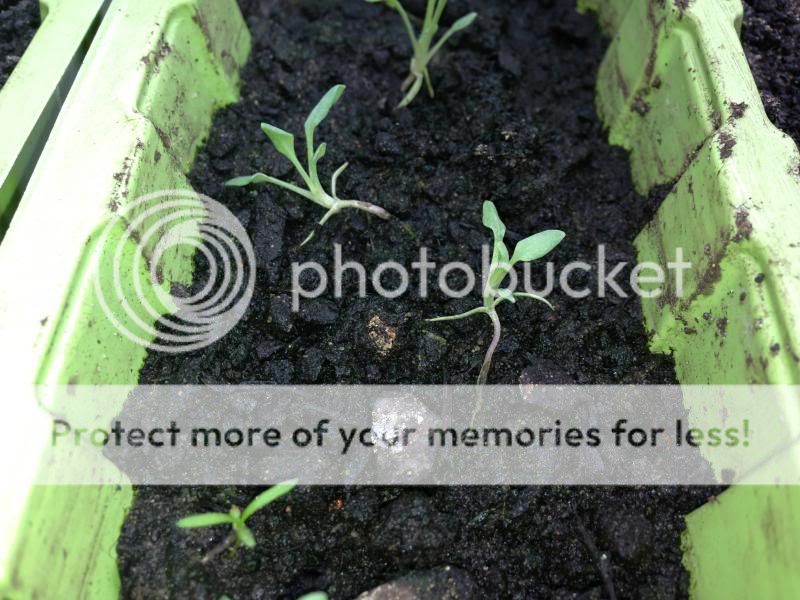 http://i122.photobucket.com/albums/o272/hail-hail/Garden/IMG_1578.jpg