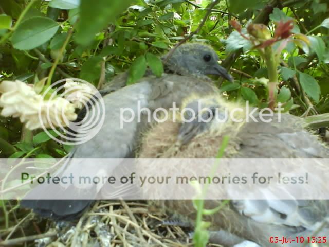 http://i1145.photobucket.com/albums/o502/lavenderlady1/Pigeons/PIGOENS22.jpg