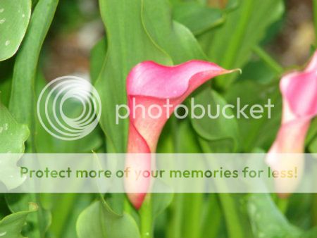 http://img.photobucket.com/albums/v11/otnorot/All%20plants/003-23-1.jpg