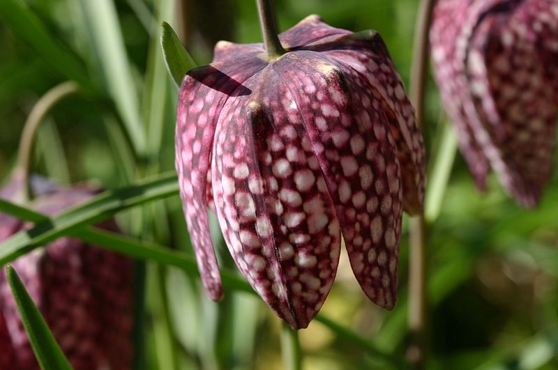 HOW TO PROPAGATE THE SNAKES HEAD FRITILLARY - Fritillaria meleagris The  Garden of Eaden