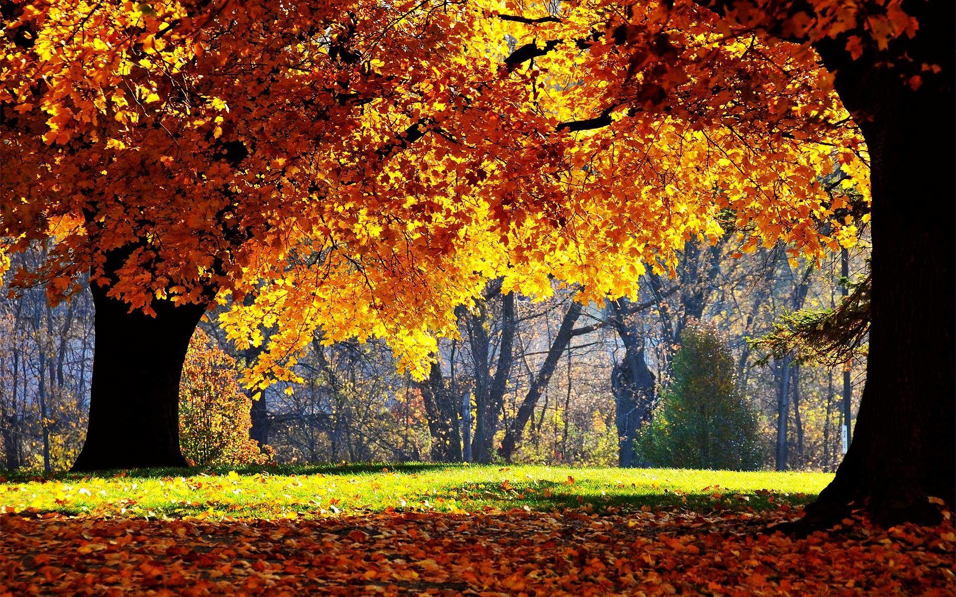 Autumn Computer Wallpapers - Top Free Autumn Computer Backgrounds -  WallpaperAccess