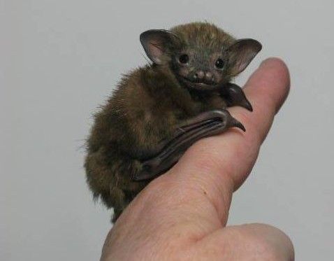 Pin on Ur Fingr I Haz It - Tiny Cute Animals