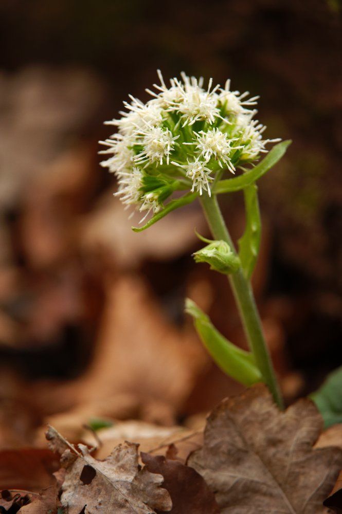 White Butterbur Petasites albus a non-native flowering plant found growing at Quarrymill woodland park near Perth Lorne GillSNH