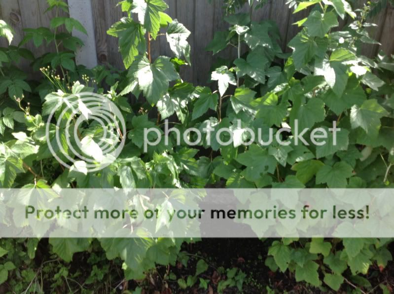 http://i42.photobucket.com/albums/e338/bettsypies/2797bb85e9f885f46bc7802de263ebf0.jpg