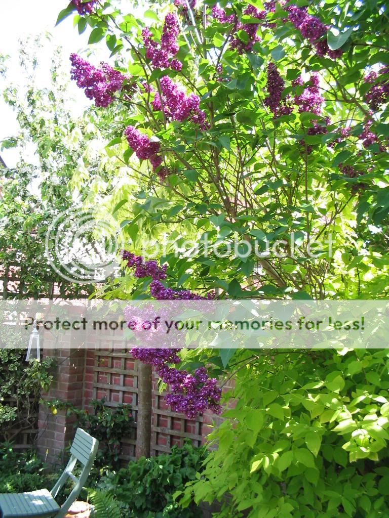 http://i1145.photobucket.com/albums/o502/lavenderlady1/IMG_1819.jpg