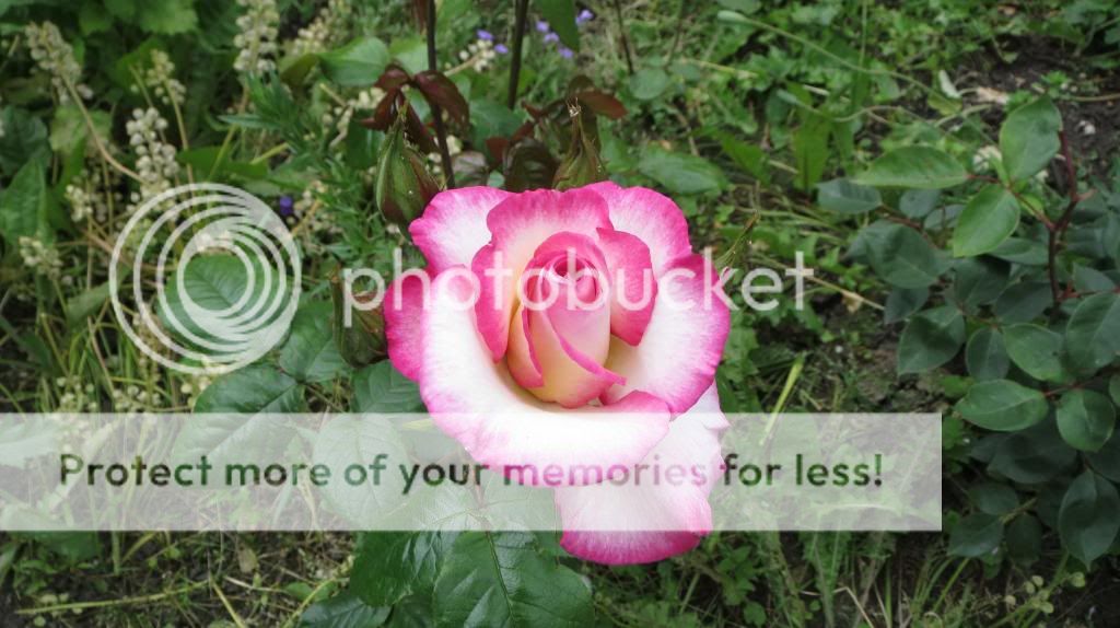 http://i1345.photobucket.com/albums/p677/LuluTheLurcher/006_zps39e17f15.jpg