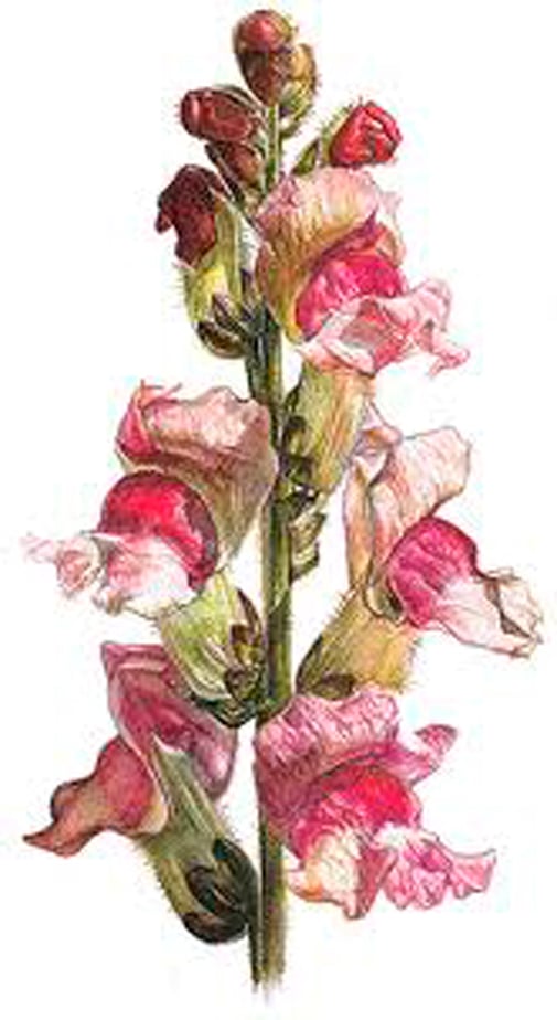 SNAPDRAGON63