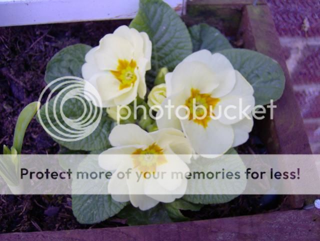 http://i1131.photobucket.com/albums/m551/lilylouise1/crocus006.jpg