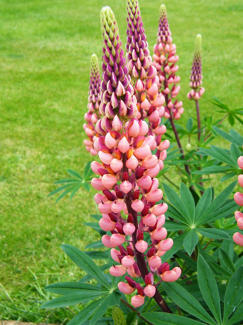 http://farm3.staticflickr.com/2837/9033281802_c87f58dd8b_z.jpg