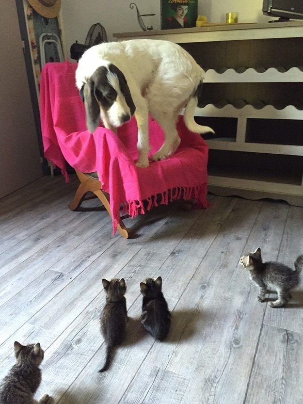 18 Dogs Who Are So Confused By The World
