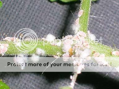 http://img.photobucket.com/albums/v11/otnorot/mealybug_fig1_zps51d99547.jpg