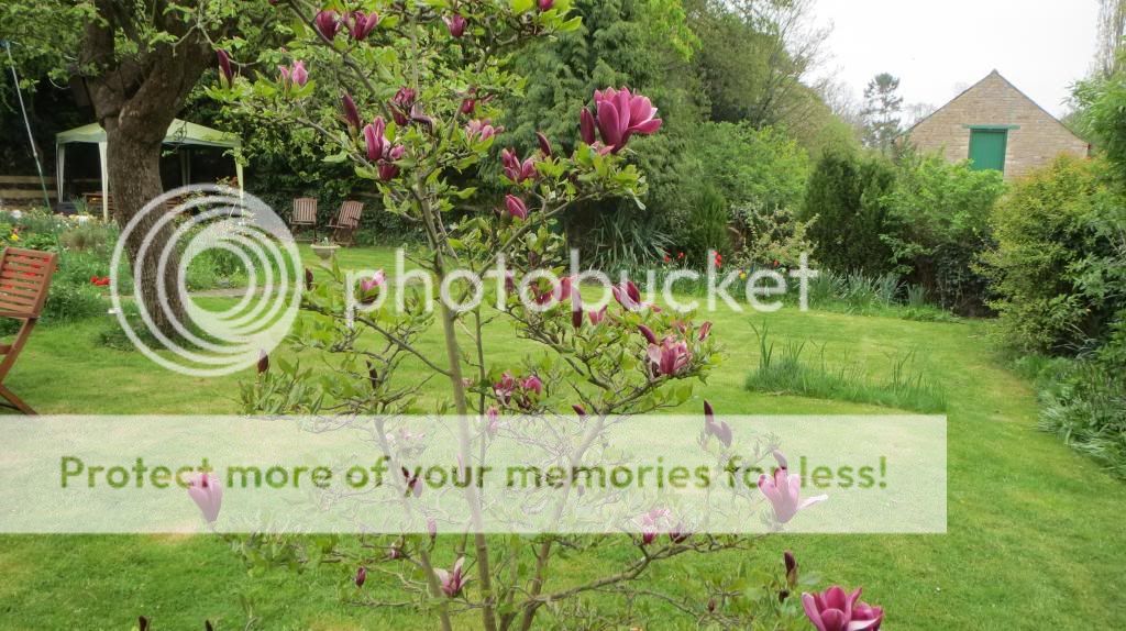 http://i1345.photobucket.com/albums/p677/LuluTheLurcher/001_zps5ad617ad.jpg