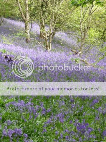 http://i454.photobucket.com/albums/qq267/joany-b/Muncaster%20Castle%20-%20May%202009/197beb1e.jpg
