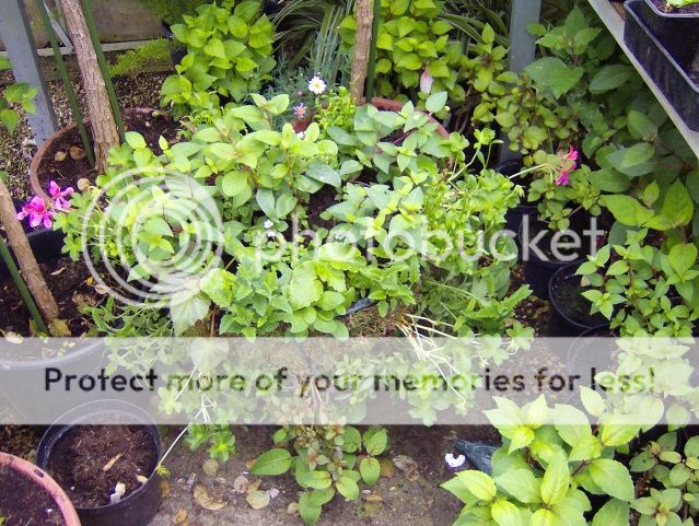 http://i1131.photobucket.com/albums/m551/lilylouise1/ovalgarden007.jpg