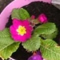 Primula-Pie