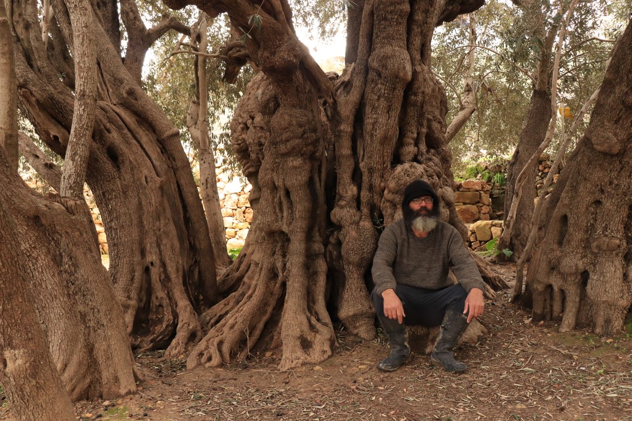 Ali frets for the future of the age-old olive tree