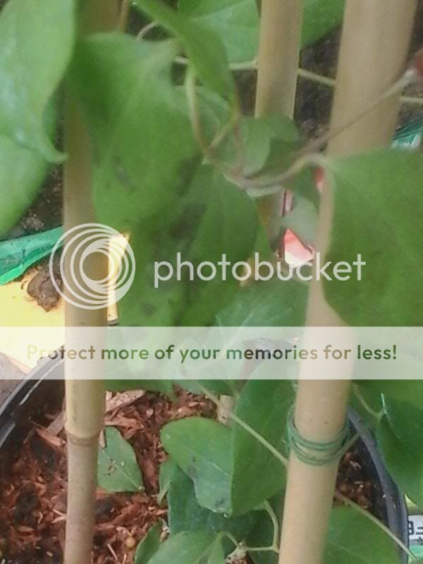 http://i133.photobucket.com/albums/q59/D-Dockings/Mobile%20Uploads/20140526_153425_zps875e41ef.jpg