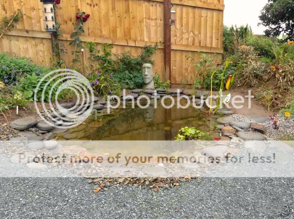 http://i232.photobucket.com/albums/ee192/thebear843/Garden/IMG_3188_zpsa5ab7673.jpg