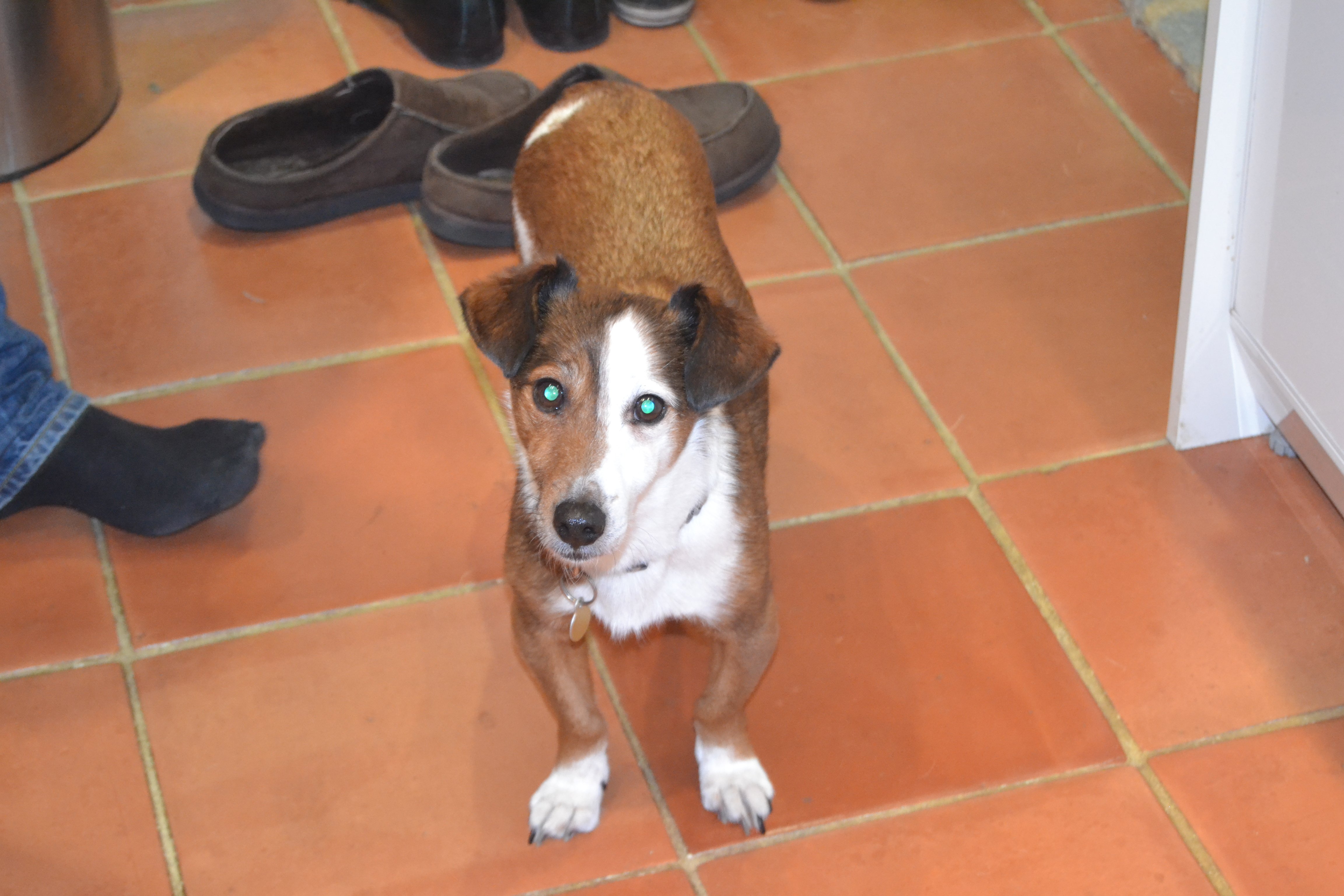 Copperdog