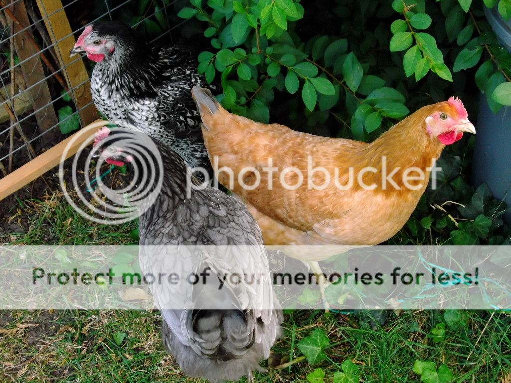 http://i1143.photobucket.com/albums/n627/thedogcody/chickens%2018th%20september%202012/DSCF3318.jpg