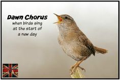 Dawn Chorus  British quotes Words Chorus