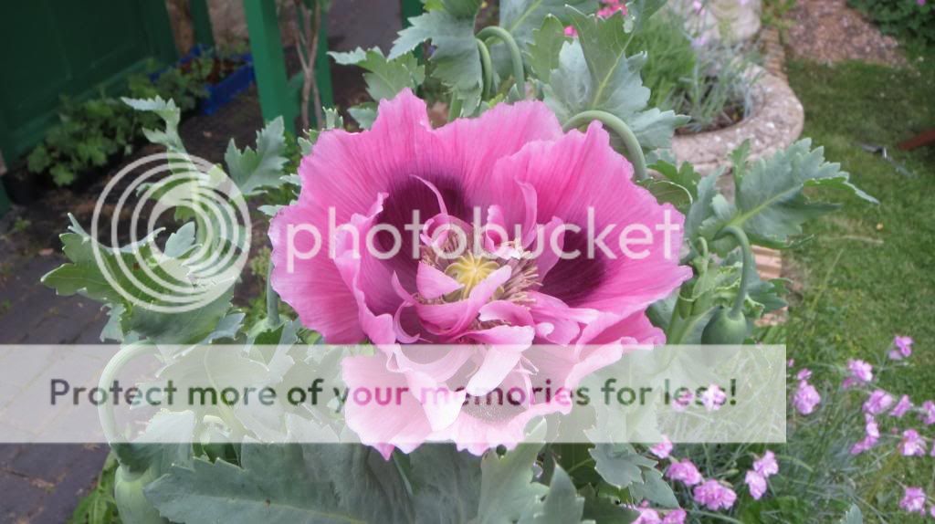 http://i1345.photobucket.com/albums/p677/LuluTheLurcher/004_zps70902a7a.jpg