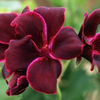 Veas