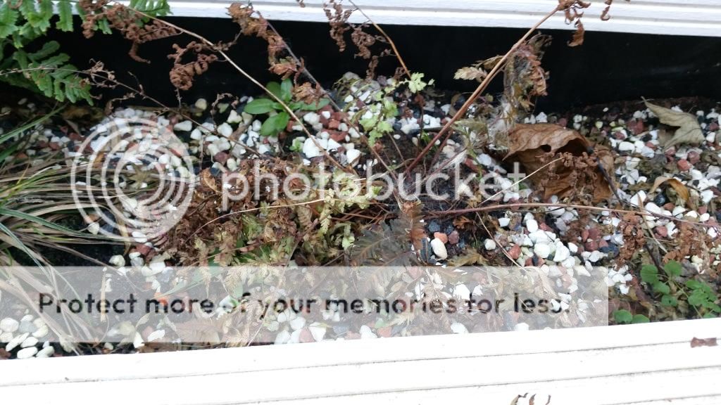 http://i1272.photobucket.com/albums/y386/paul_cunningham2/Mobile%20Uploads/2014-12/20141203_104526_zpsaoo3atcy.jpg