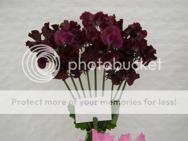http://i27.photobucket.com/albums/c186/DavidKnapper/Wem/P7180010.jpg