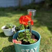 PlantNewbie101