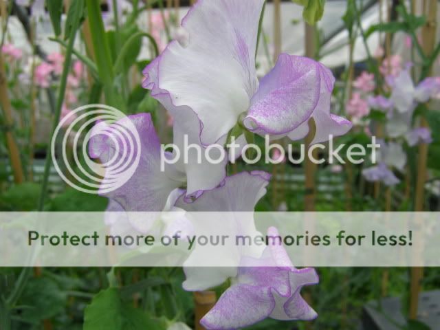 http://i27.photobucket.com/albums/c186/DavidKnapper/Eagle%20Sweet%20Peas/P8060008.jpg