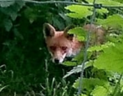 Foxies