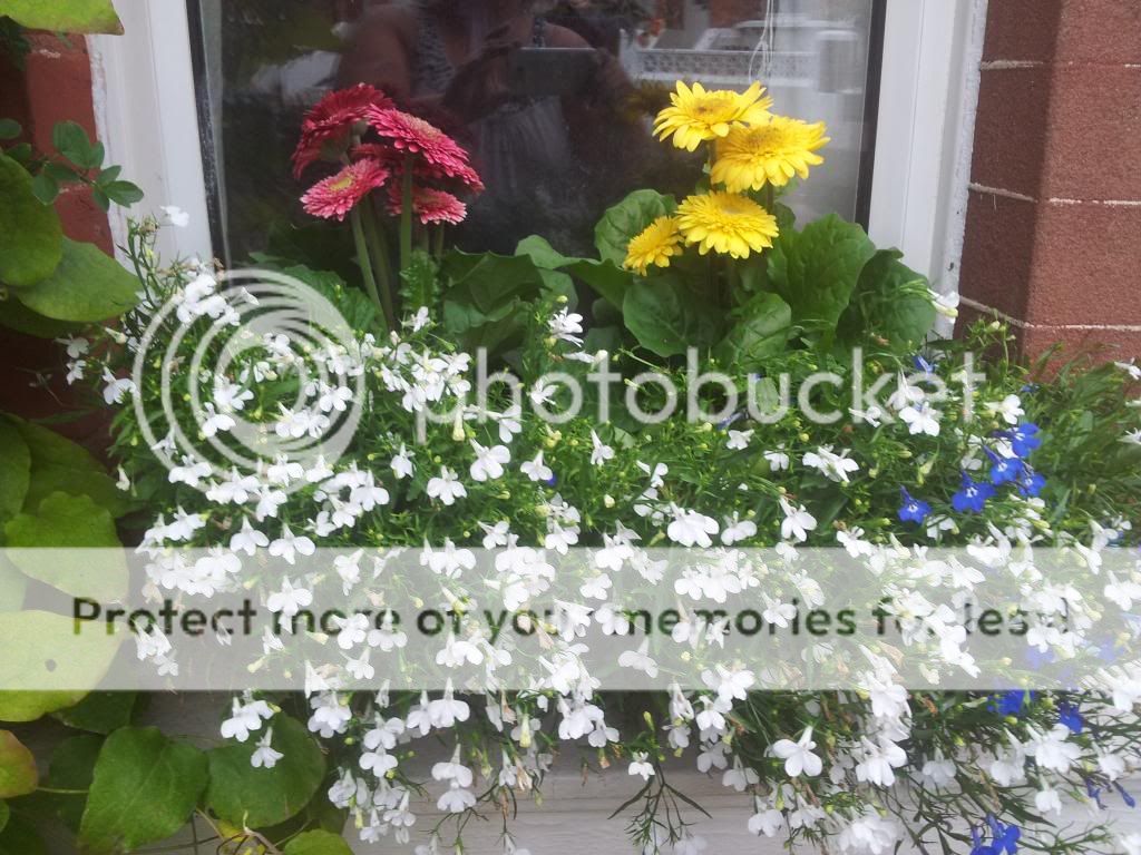 http://i1300.photobucket.com/albums/ag97/Bev_Pounsett-Krynauw/0531-07-13_zps2bd9411a.jpg