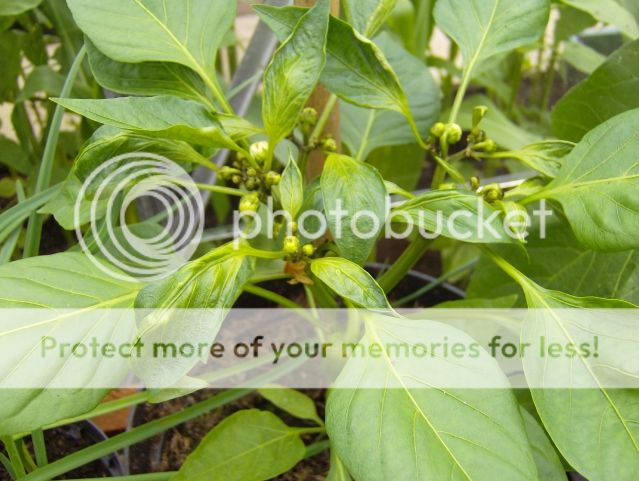 http://i1131.photobucket.com/albums/m551/lilylouise1/passionflowers026.jpg