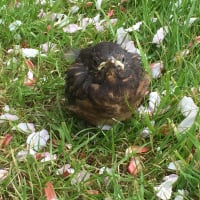 polly_ap
