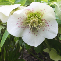 Helleboreheaven