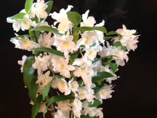 Orchid Lady