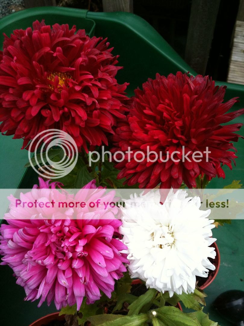 http://i1073.photobucket.com/albums/w391/Gardening7/015_zps53de857f.jpg