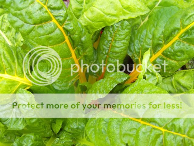 http://i1131.photobucket.com/albums/m551/lilylouise1/potsofcuttings013.jpg