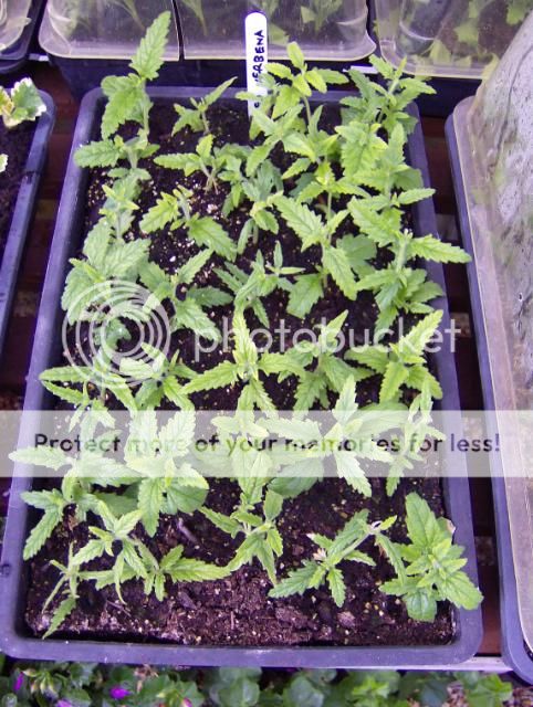 http://i1131.photobucket.com/albums/m551/lilylouise1/dahliasandcuttings011_zps0eeb2bb6.jpg