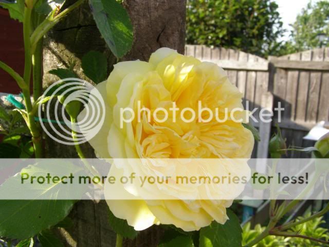 http://i27.photobucket.com/albums/c186/DavidKnapper/pilgrim3_zpsebf24271.jpg