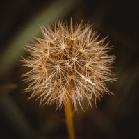 RichardCPhotos