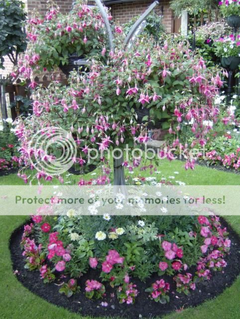 http://i1131.photobucket.com/albums/m551/lilylouise1/garden026.jpg