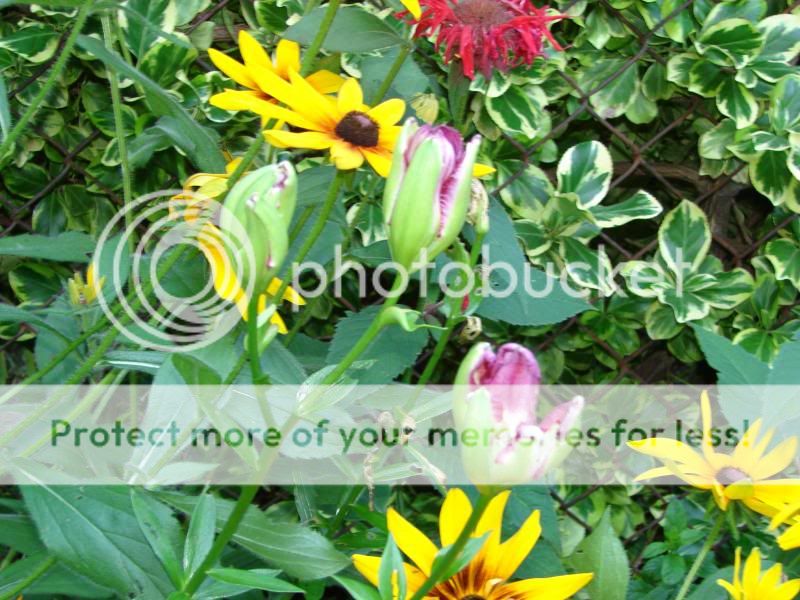 http://img.photobucket.com/albums/v11/otnorot/008_zps17fbd3b2.jpg