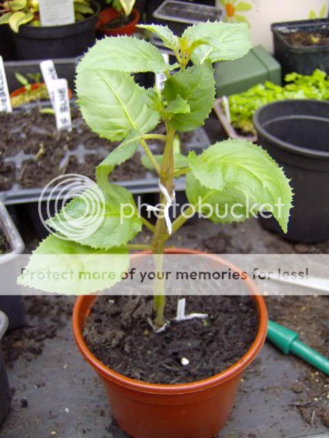 http://i1131.photobucket.com/albums/m551/lilylouise1/butterflyghspring046.jpg