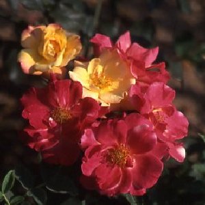 http://www.rosesuk.com/gfx/media/home/peterbeales/mroses/masquerade300.jpg