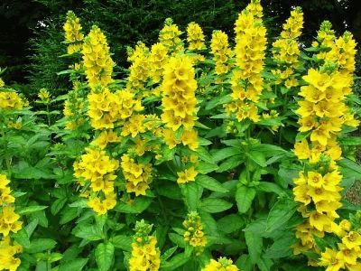 Yellow Loosestrife - native perennial MayJune  Tuinplanten Planten Tuin